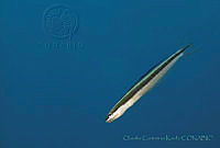CCK0293 Dientes de sable.jpg