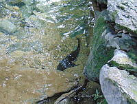 JLMD07 Hypostomus plecostomus.jpg