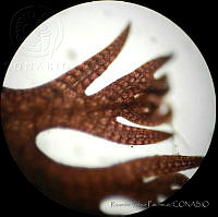 RYP0014 Pterosiphonia baileyi.jpg