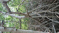 UM002 S0033 Avicennia germinans.jpg