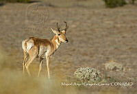 MAGG001 Antilocapra americana.jpg