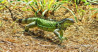 MN6TL0015 Iguana iguana.jpg