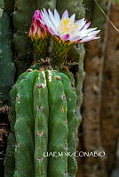 3R 01066 Echinopsis oxygona.tif