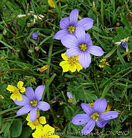 GIM0236 Sisyrinchium scabrum.jpg