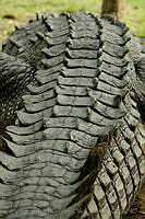 IMDOC0980 Crocodylus acutus.jpg