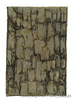 ADDLT0023 Avicennia bicolor.JPG