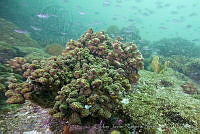 CNS1086 Pocillopora elegans.jpg