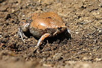 PJ016 0281 Hypopachus variolosus.JPG