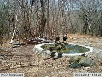 MAGB 0081 Ortalis wagleri.JPG