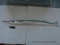 ALMV 042 Tylosurus crocodilus.JPG