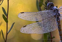 MALR02 Erythrodiplax berenice.jpg