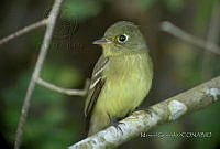 MGaves 1142 Empidonax difficilis.jpg