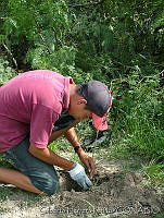 GHP0006 Leucaena leucocephala.jpg