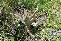 ZAPF0448 Echeveria gibbiflora.jpg