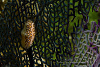 OAO0326 Cyphoma gibbosum.jpg