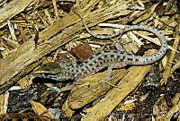 MDL0273 Lepidophyma sp..jpg