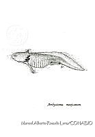MARL0035 Ambystoma mexicanum.jpg