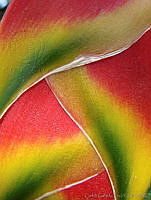 CGL1148 Heliconia sp..jpg