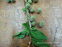 MRG-2018-685A Trichilia americana (MEGA-27feb18-d).JPG