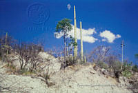 FGM1327 Neobuxbaumia sp..JPG