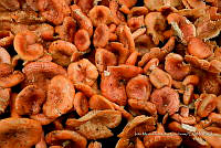 IMDOC Hong 0139 Lactarius sp..jpg