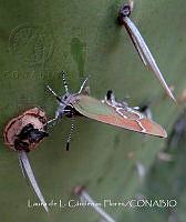 LCF0303 Callophrys sp..jpg