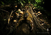 RJ01 Centruroides sp..jpg