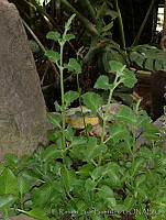 RBB0284 Plectranthus amboinicus.tif