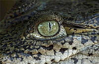 MAOG001 Crocodylus moreletii.jpg