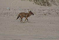 MGmam00089 Canis latrans.jpg