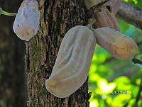 3R 00929 Parmentiera edulis.tif