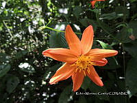 JF092 1145 Dahlia coccinea.jpg