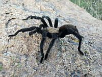 RE009 0050 Aphonopelma pallidum.jpg