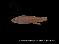 CICIMAR0203 Fundulus parvipinnis.jpg