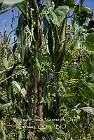 IMDOC4233 Zea mays.jpg