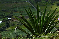 LRP1297 Furcraea longaeva.jpg