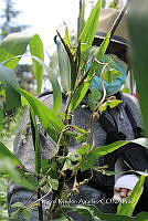 SG002 0098 Zea mays subsp. Mexicana.jpg