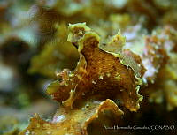 AEG0015 Crosslandia daedali.jpg