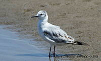 AAKVDH 0260 Chroicocephalus philadelphia.JPG