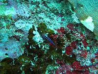 VDLCF0776 Elacatinus oceanops.jpg