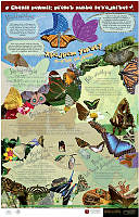 mariposas_chol.jpg