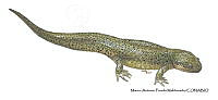 MAPM1322 Ambystoma granulosum_adulto.jpg
