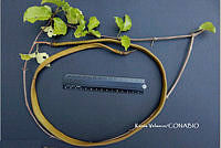 ME010 KV 01547 Dolichandra unguis-cati (L.) L.G. Lohmann, 2008_.JPG