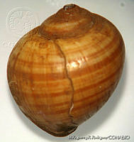 MRyRR0014 Ampullaria belizensis.jpg