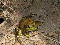 VHL0016 Lithobates catesbeianus.jpg