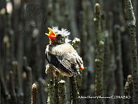 AIV034 Setophaga petechia.JPG