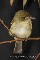 MGaves 3254 Empidonax virescens.jpg