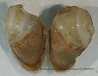 MRyRR227 Martesia cuneiformis.jpg