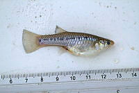 LI006 023 Poeciliopsis gracilis.jpg