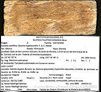 CMyFO 00321 Opuntia hyptiacantha.JPG